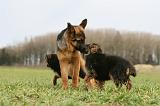 BERGER ALLEMAND 1114